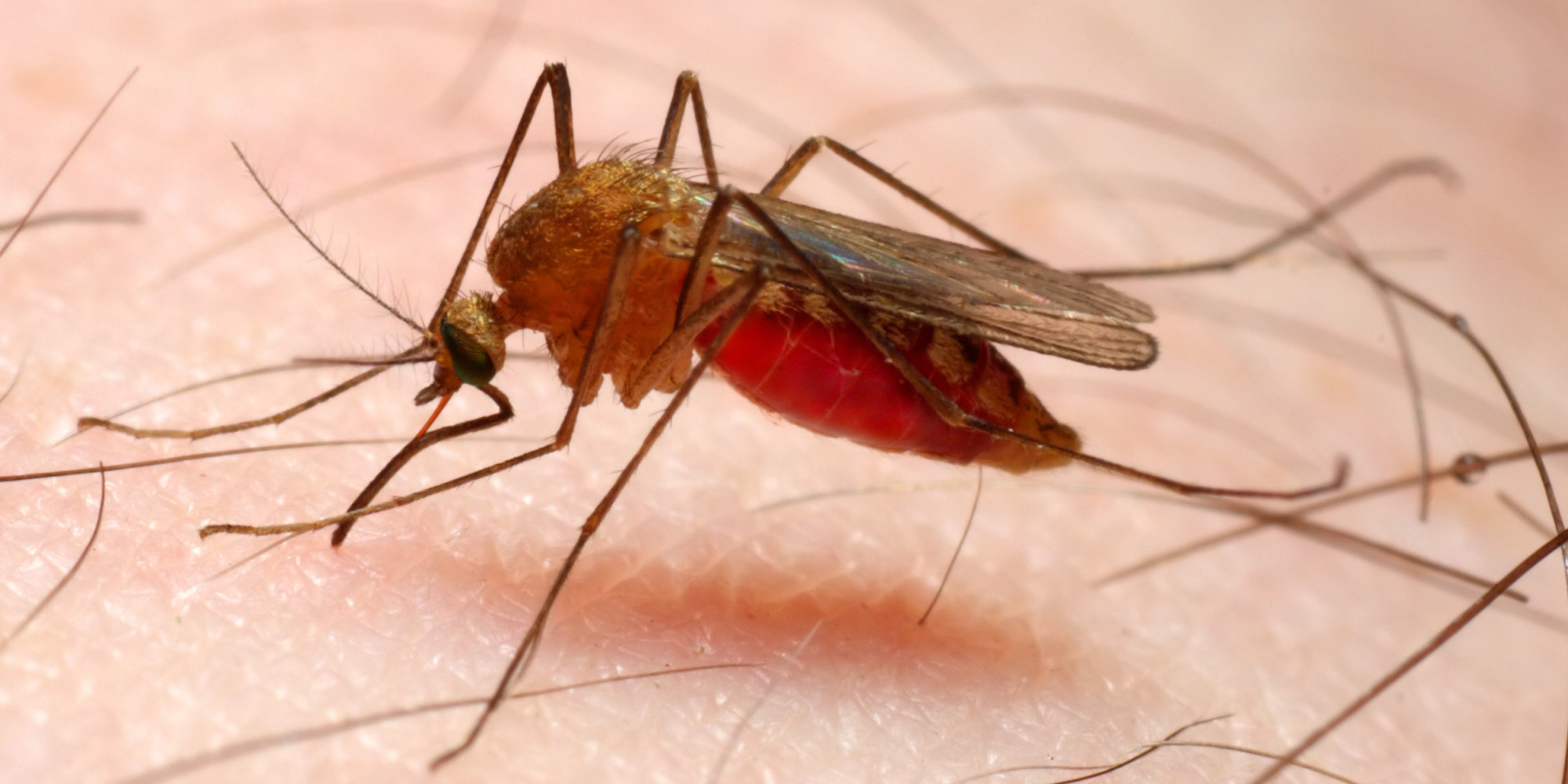 Malaria Detection Model